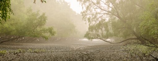 Coastal forest management in the face of global change: Experience of four Asian countries