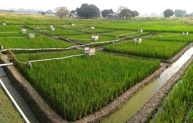 Automated chambers in the Rice plots at ICRISAT, India, December 2016.