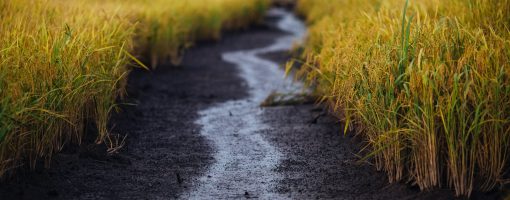 Evaluation of best management practices with greenhouse gas benefits for salt-affected paddy soils in South Asia