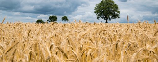 Future changes in growing degree days of wheat crop in Pakistan as simulated in CORDEX South Asia experiments