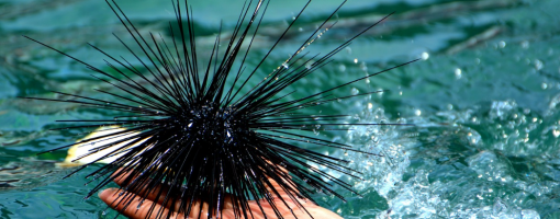 Towards a scientific-based farming of sea urchins: First steps in the cultivation of Diadema setosum, Diadema savignyi and Mesocentrotus nudus