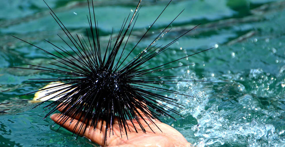 Towards a scientificbased farming of sea urchins First steps in the