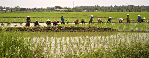 Climate smart actions “Saung Iklim” for smallholder farmers in Subang district, West Java, Indonesia