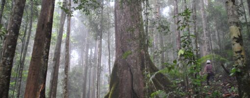 Measuring forest ecosystem services in Aceh Province for inclusion to local forest resource management plans