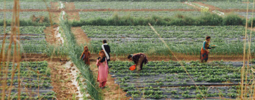 Pathways to strengthening capabilities: A case for the adoption of climate-smart agriculture in Pakistan
