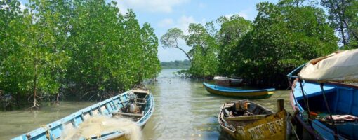 Assessment of the feasibility of applying payment for forest ecosystem services in Vietnamese mangrove forests