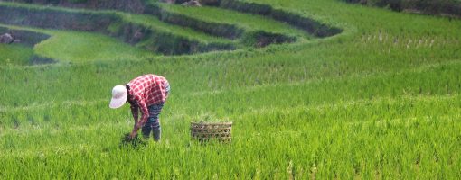 Strengthening adaptive capacity of rural farming communities in Southeast Asia: Experiences, best practices and lessons for scaling-up