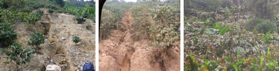 Figure 3. Photo of soil erosion in Thuan Chau, Son La (left, middle). Cardamom plants died because of extreme cold in Mu Cang Chai in 2021 (right). (Photo by Ha Do).