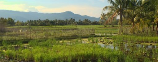 Farmers’ perceptions on the impact of climate change: Case study of the agricultural sector of Cambodia