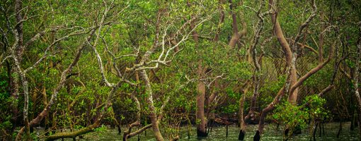 Plausible alternative future of mangroves and their ecosystem services: Case studies from Asia-Pacific region