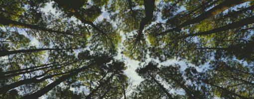 Pioneering plant metabolomic library of Indonesian plants for research, conservation, capacity building and economic development