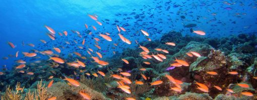 Global warming impacts on marine diversity and key indicator species in East Asia
