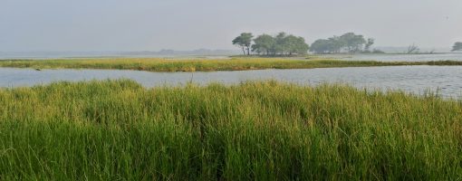 Socio-ecological approaches in the science of pricing ecosystem services: A perception-based study in some wetlands of Asia and the Pacific