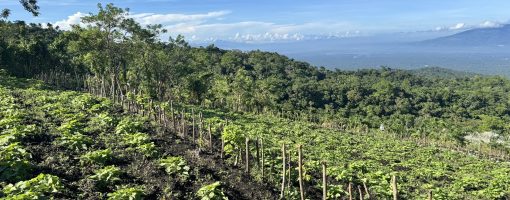 Overcoming barriers to agroforestry adoption: Empowering local farmers through participatory establishment of agroforestry models in Laguna, Philippines