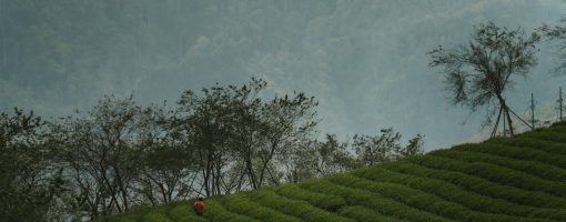 The perceptions of smallholder farmers to climate change and their responses through nature-based solutions in Northern Vietnam