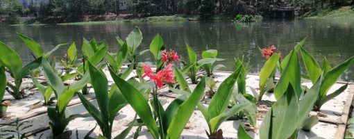 Remediation of urban water bodies: A multi-country study on community capacity building and communication on nature-based solutions