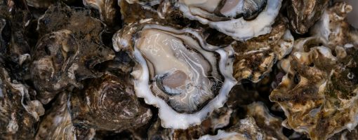 Seasonal and climate-related variations in norovirus and PMMoV detection in Vietnamese oysters
