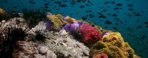 Status, policy analysis and management-based approaches for coral reef restoration in Cambodia, Thailand and Vietnam