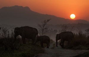 Large mammals like elephants need wide open grazing spaces such as grasslands in order to sustain their food habits. Climate Change and huge biotic pressure in densely populated countries like India are actively destroying elephant habitats.