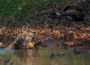 In the steaming heat of a hot summer day, a tiger cub drinks from a small forest pool while his mother relaxes in the background. Global warming is directly affecting the water sources that are critical for the survival of Bengal Tiger.