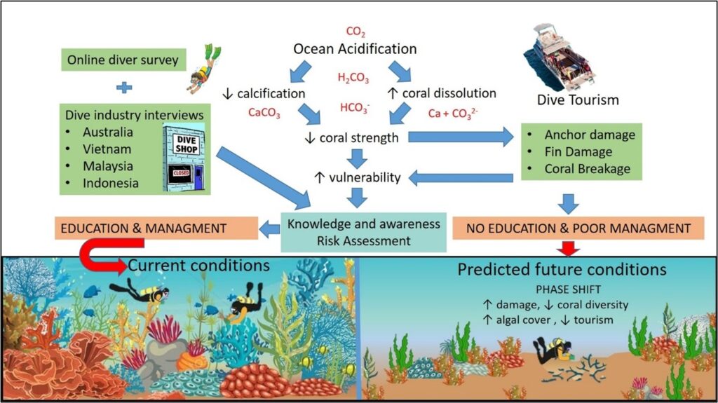 Figure 1: Conceptual model of the impacts of ocean acidification and dive tourism on coral reefs. An online survey of SCUBA divers, along with dive industry stakeholder interviews undertaken in four Asia Pacific regions were used to assess the state of knowledge on ocean acidification. This will feed into a risk assessment and inform the need for further education and management of coral reefs. 