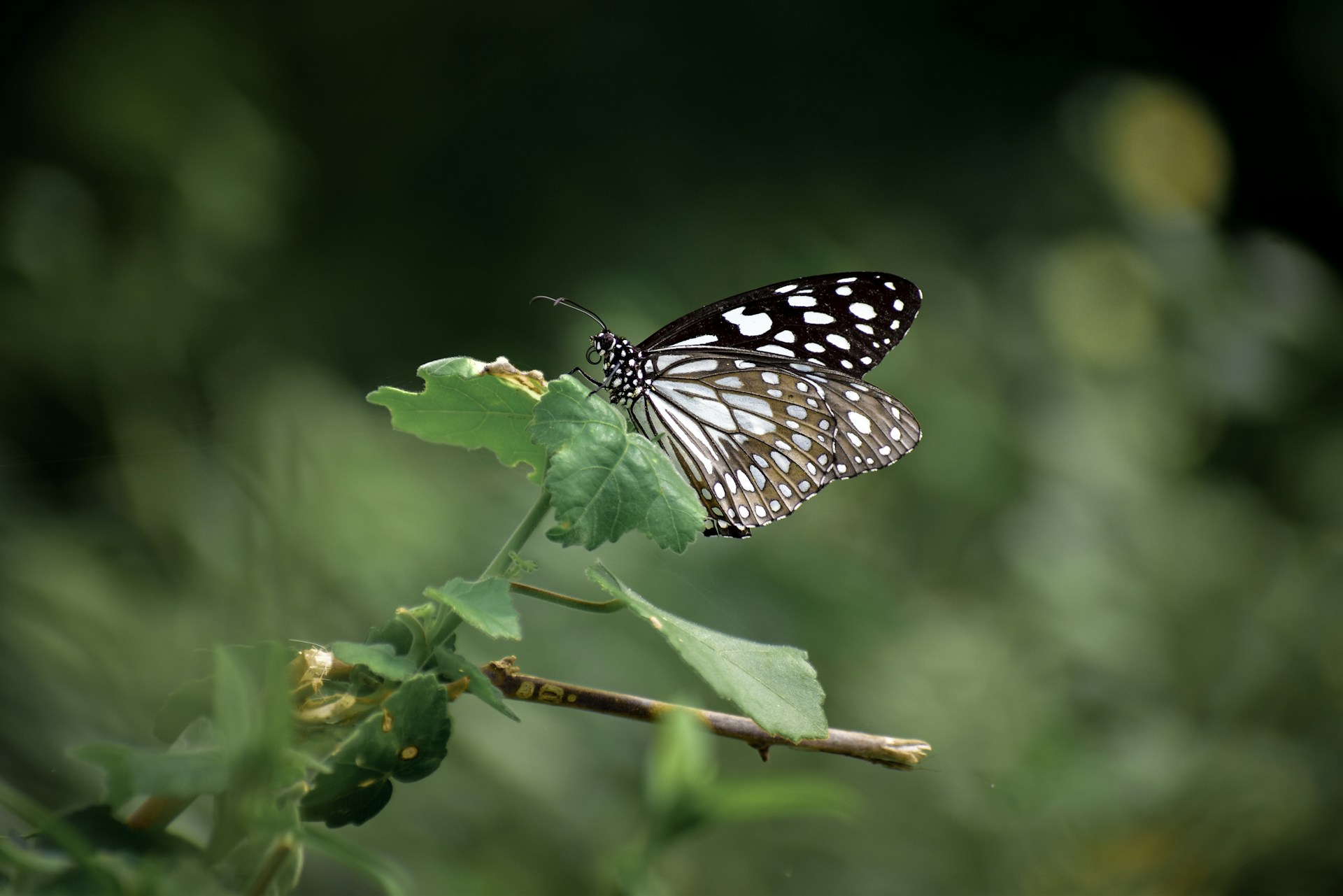 Biodiversity and ecosystems